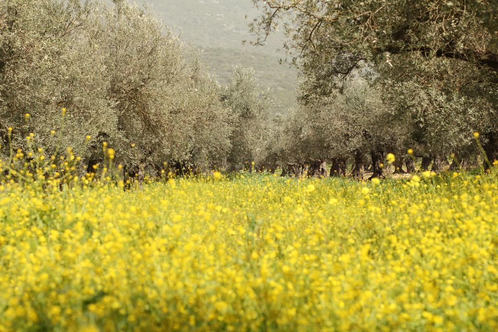 Kibbutz Moran Digital Nomads Village-Adults Only Екстер'єр фото