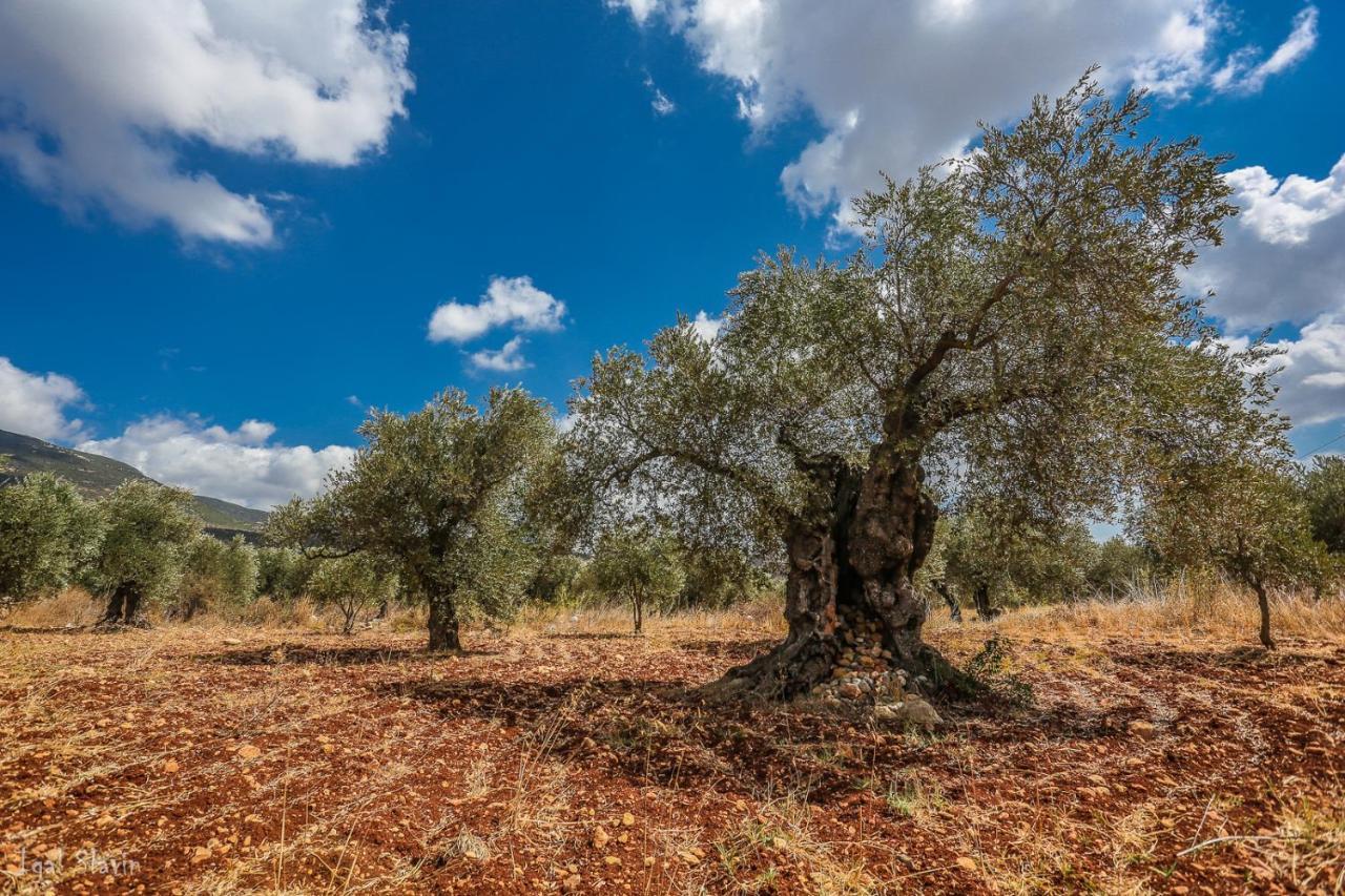Kibbutz Moran Digital Nomads Village-Adults Only Екстер'єр фото